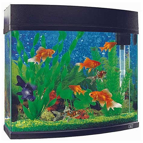 Tips for Keeping a 45 cm Fish Tank
